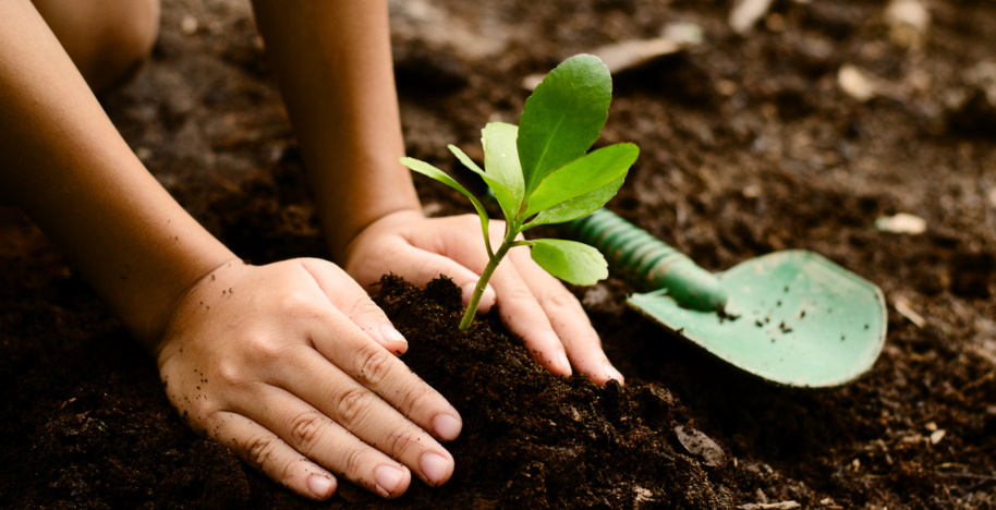 vegetable garden